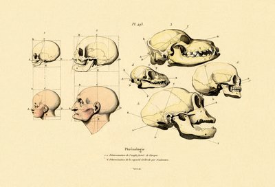Frenología, 1833-39 de French School